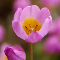 Discount Tulipanløg - Sæt x100 - Tulipa bakeri 'Lilac Wonder' - Blomsterløg - Flerfarvet Frø
