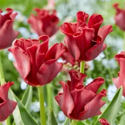 Frø^Tulipanløg 'Red Dress' - Sæt med 10 stk - Vinterhårdfør & flerårig
