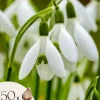Frø^Tyrkisk vintergæk - Sæt med 50 - Galanthus elwesii - Blomsterløg - Hvid