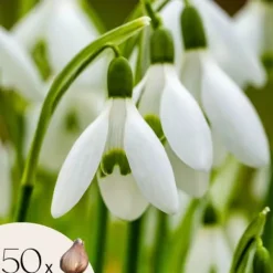 Frø^Tyrkisk vintergæk - Sæt med 50 - Galanthus elwesii - Blomsterløg - Hvid