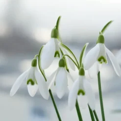 Frø^Tyrkisk vintergæk - Sæt med 50 - Galanthus elwesii - Blomsterløg - Hvid