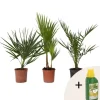 Haveplanter^Udendørs Palmeblanding - Med plantefoder - Sæt med 3 - Højde 50-70cm - ⌀15cm