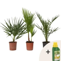 Haveplanter^Udendørs Palmeblanding - Med plantefoder - Sæt med 3 - Højde 50-70cm - ⌀15cm