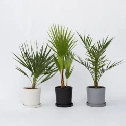 Haveplanter^Udendørs Palmeblanding - Med plantefoder - Sæt med 3 - Højde 50-70cm - ⌀15cm