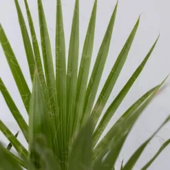 Haveplanter^Udendørs Palmeblanding - Med plantefoder - Sæt med 3 - Højde 50-70cm - ⌀15cm