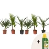 Haveplanter^Udendørs Palmeblanding - Med plantefoder - Sæt med 6 - Højde 50-70cm - ⌀15cm