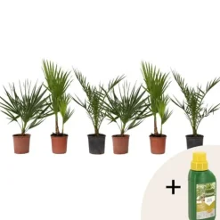 Haveplanter^Udendørs Palmeblanding - Med plantefoder - Sæt med 6 - Højde 50-70cm - ⌀15cm