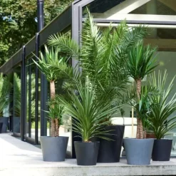Haveplanter^Udendørs Palmeblanding - Med plantefoder - Sæt med 6 - Højde 50-70cm - ⌀15cm