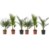 Haveplanter^Udendørs palmeblanding - Sæt med 6 - Outdoor Palmmix - Højde 50-70cm - ⌀15cm