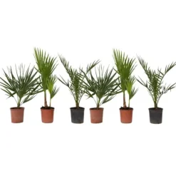 Haveplanter^Udendørs palmeblanding - Sæt med 6 - Outdoor Palmmix - Højde 50-70cm - ⌀15cm