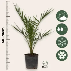 Haveplanter^Udendørs palmeblanding - Sæt med 6 - Outdoor Palmmix - Højde 50-70cm - ⌀15cm