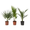 Haveplanter^Udendørs palmeblanding - Sæt med 3 - Outdoor Palmmix - Højde 50-70cm - ⌀15cm