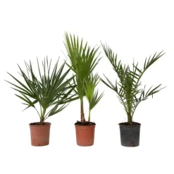 Haveplanter^Udendørs palmeblanding - Sæt med 3 - Outdoor Palmmix - Højde 50-70cm - ⌀15cm