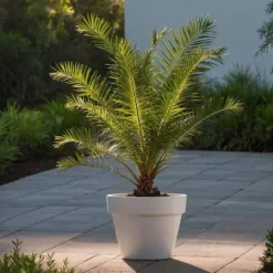 Haveplanter^Udendørs palmeblanding - Sæt med 3 - Outdoor Palmmix - Højde 50-70cm - ⌀15cm