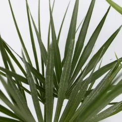 Haveplanter^Udendørs palmeblanding - Sæt med 3 - Outdoor Palmmix - Højde 50-70cm - ⌀15cm