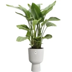Sale Urtepotte - Elho - Vibes Fold Coupe - Hvid - L 30 x B 29,5 x H 45 cm - Indendørs - 100% genbrugt Krukker & Plantebeholdere