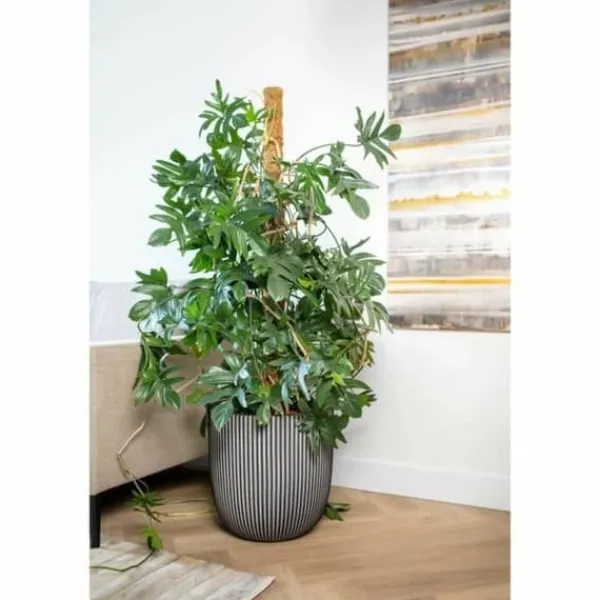Krukker & Plantebeholdere^Urtepotte Capi Europe Plastik Ø 43 cm