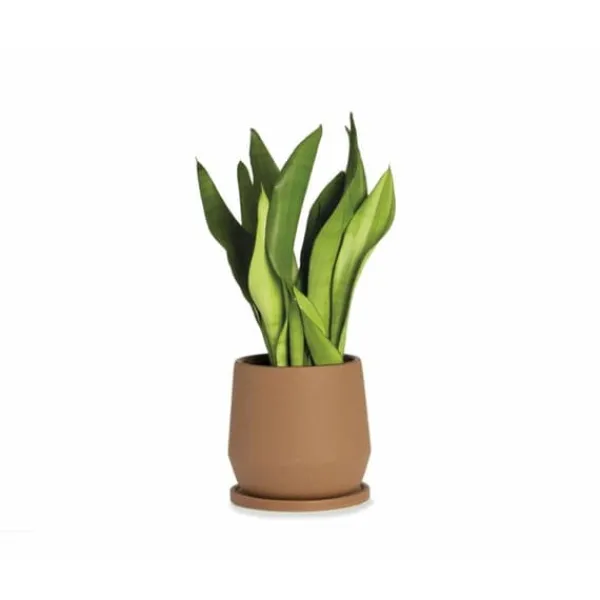 Urtepotte med fad Alexandra House Living Terrakotta Keramik 18 x 18 x 18 cm Krukkeplanter Indendørs