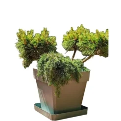 Hot Urtepotte Riviera Brun 50 x 50 cm Krukkeplanter Indendørs