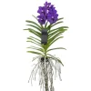 Krukkeplanter Indendørs^Vanda orkidé - Vanda 'Blue' - Højde 55-65cm