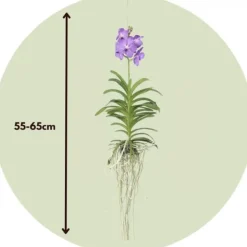 Krukkeplanter Indendørs^Vanda orkidé - Vanda 'Blue' - Højde 55-65cm