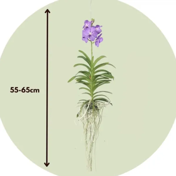 Krukkeplanter Indendørs^Vanda orkidé - Vanda 'Blue' - Højde 55-65cm