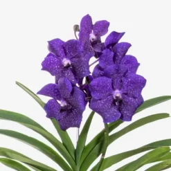 Krukkeplanter Indendørs^Vanda orkidé - Vanda 'Blue' - Højde 55-65cm