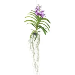 Outlet Vanda orkidé - Vanda 'Lila' - Højde 55-65cm Krukkeplanter Indendørs
