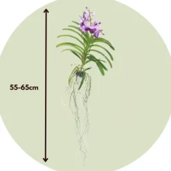 Outlet Vanda orkidé - Vanda 'Lila' - Højde 55-65cm Krukkeplanter Indendørs