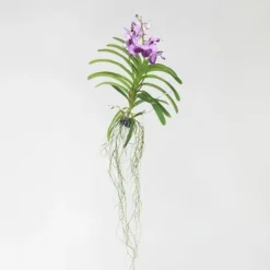 Outlet Vanda orkidé - Vanda 'Lila' - Højde 55-65cm Krukkeplanter Indendørs