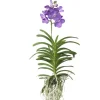 Krukkeplanter Indendørs^Vanda orkidé - Vanda 'Magic Royal Blue' - Højde 55-65cm