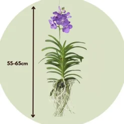 Krukkeplanter Indendørs^Vanda orkidé - Vanda 'Magic Royal Blue' - Højde 55-65cm