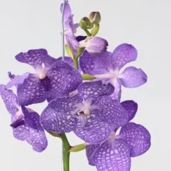 Krukkeplanter Indendørs^Vanda orkidé - Vanda 'Magic Royal Blue' - Højde 55-65cm