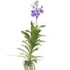 Best Vanda orkidé - Vanda 'New Blue' - Højde 55-65cm Krukkeplanter Indendørs
