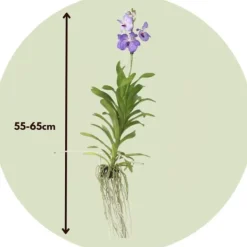 Best Vanda orkidé - Vanda 'New Blue' - Højde 55-65cm Krukkeplanter Indendørs