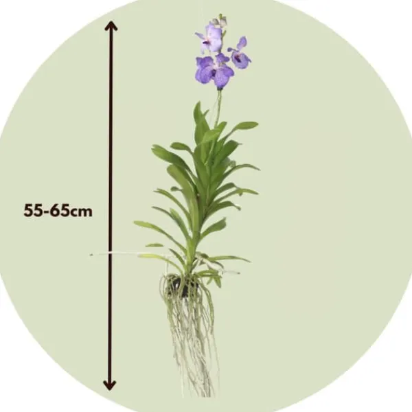 Best Vanda orkidé - Vanda 'New Blue' - Højde 55-65cm Krukkeplanter Indendørs
