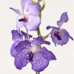 Best Vanda orkidé - Vanda 'New Blue' - Højde 55-65cm Krukkeplanter Indendørs