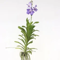 Best Vanda orkidé - Vanda 'New Blue' - Højde 55-65cm Krukkeplanter Indendørs