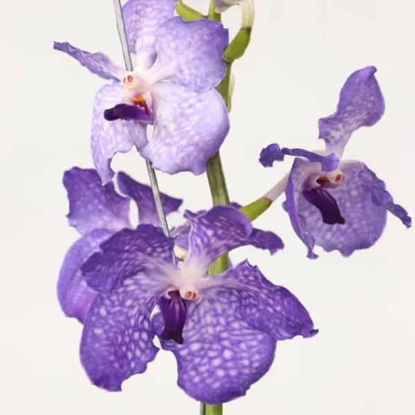 Best Vanda orkidé - Vanda 'New Blue' - Højde 55-65cm Krukkeplanter Indendørs
