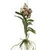 Krukkeplanter Indendørs^Vanda orkidé - Vanda 'Ocelot Mocha' - Højde 55-65cm