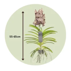 Krukkeplanter Indendørs^Vanda orkidé - Vanda 'Ocelot Mocha' - Højde 55-65cm