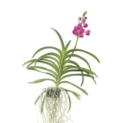 Online Vanda orkidé - Vanda 'Pink' - Højde 55-65cm Krukkeplanter Indendørs