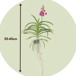 Online Vanda orkidé - Vanda 'Pink' - Højde 55-65cm Krukkeplanter Indendørs