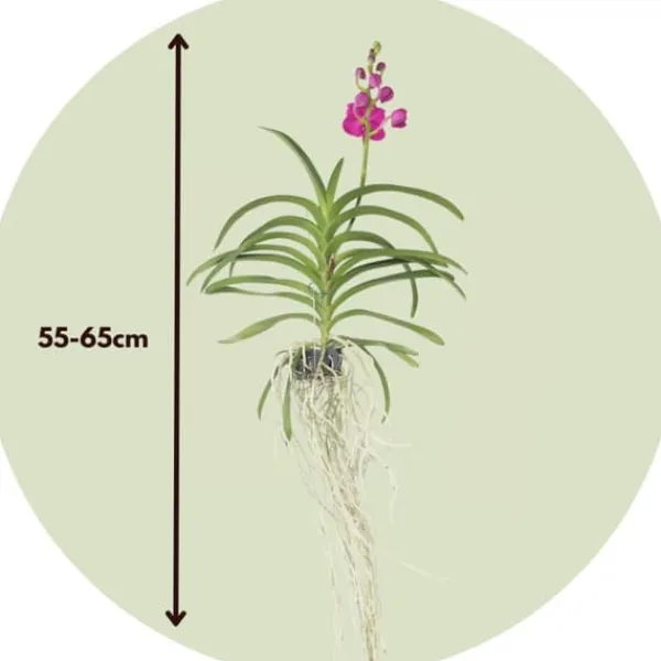 Online Vanda orkidé - Vanda 'Pink' - Højde 55-65cm Krukkeplanter Indendørs