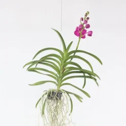 Online Vanda orkidé - Vanda 'Pink' - Højde 55-65cm Krukkeplanter Indendørs