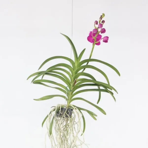 Online Vanda orkidé - Vanda 'Pink' - Højde 55-65cm Krukkeplanter Indendørs