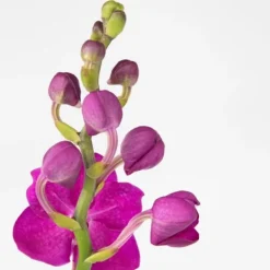 Online Vanda orkidé - Vanda 'Pink' - Højde 55-65cm Krukkeplanter Indendørs