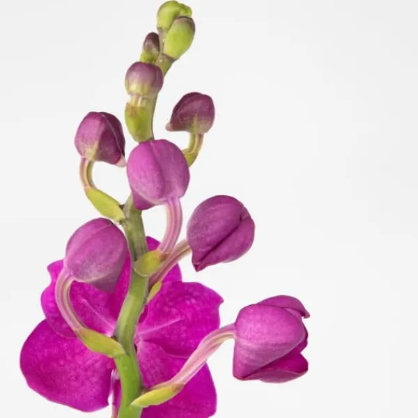Online Vanda orkidé - Vanda 'Pink' - Højde 55-65cm Krukkeplanter Indendørs