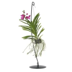 Sale Vanda orkidé - Vanda 'Pink' - Højde 45-55cm Krukkeplanter Indendørs