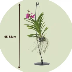 Sale Vanda orkidé - Vanda 'Pink' - Højde 45-55cm Krukkeplanter Indendørs